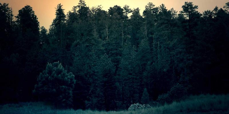 告别外卖依赖！快好味压力锅食谱：用卡片式布局，30分钟炖煮出软烂入味的“慢”滋味